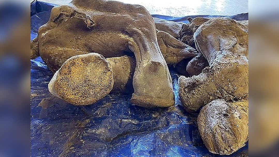 mammoth mummy gold mines with bones