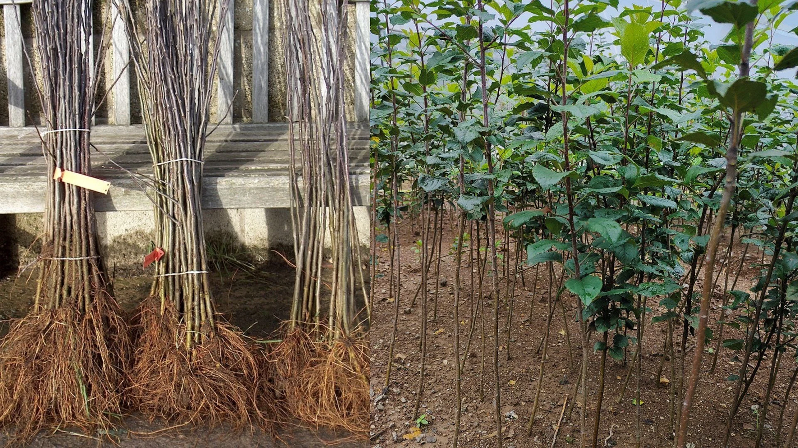 Himachal Pradesh: Apple saplings coming illegally from Kashmir, five ...